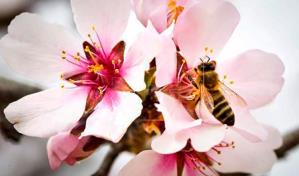 La ONU anima a proteger a las abejas para garantizar la seguridad alimentaria
