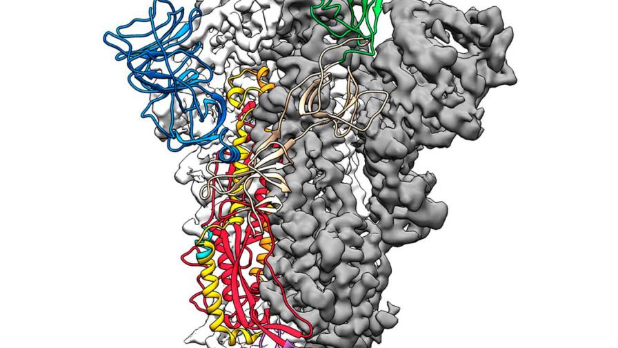 La Universidad de Texas crea un mapa anatómico 3D del coronavirus