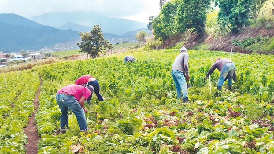 Citan retos próximo gobierno en el sector agropecuario