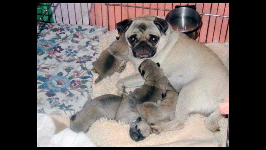 Un cachorro come poco