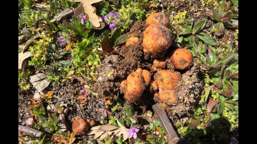 Investigadores suman 69 nuevas especies de hongos a las 125,000 conocidas