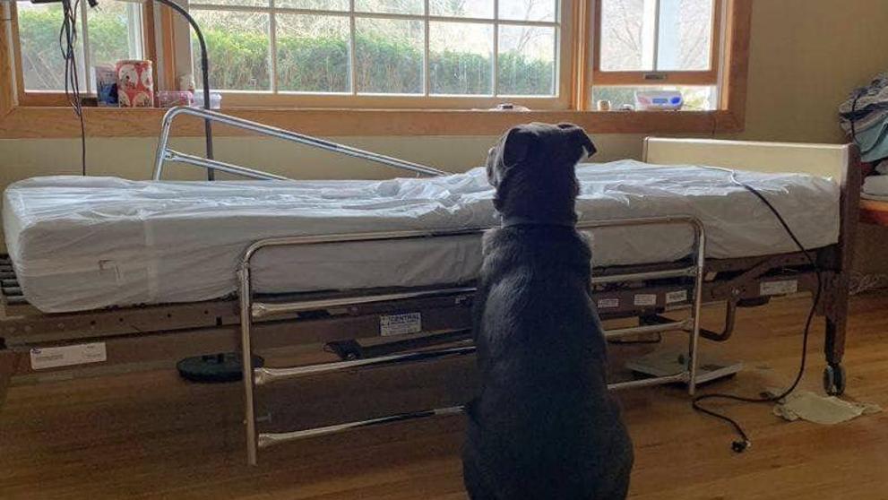 Emotiva foto de un perro esperando a su dueño fallecido