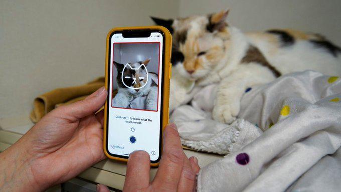 Una app para diagnosticar a tu gato