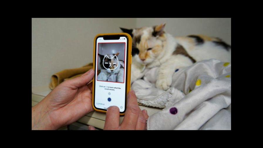 Una app para diagnosticar a tu gato
