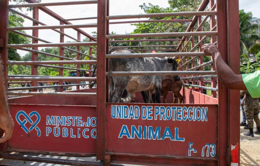 Procuraduría de Medio Ambiente retira vacas y cerdos criados sin control en Arroyo Hondo