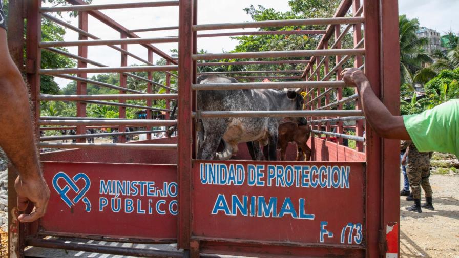 Procuraduría de Medio Ambiente retira vacas y cerdos criados sin control en Arroyo Hondo Procuraduría de Medio Ambiente retira vacas y cerdos criados sin control en Arroyo Hondo