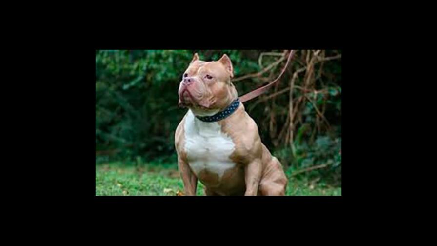 La gata no se ha puesto en calor
¿Los perros mudan los dientes?