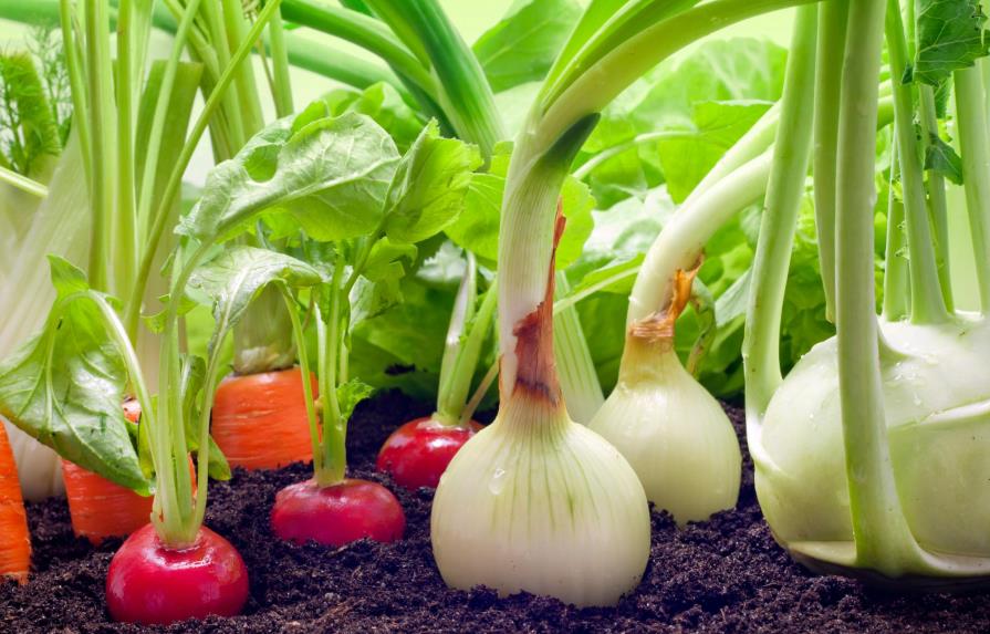 Crea un huerto en el hogar con tus vegetales favoritos