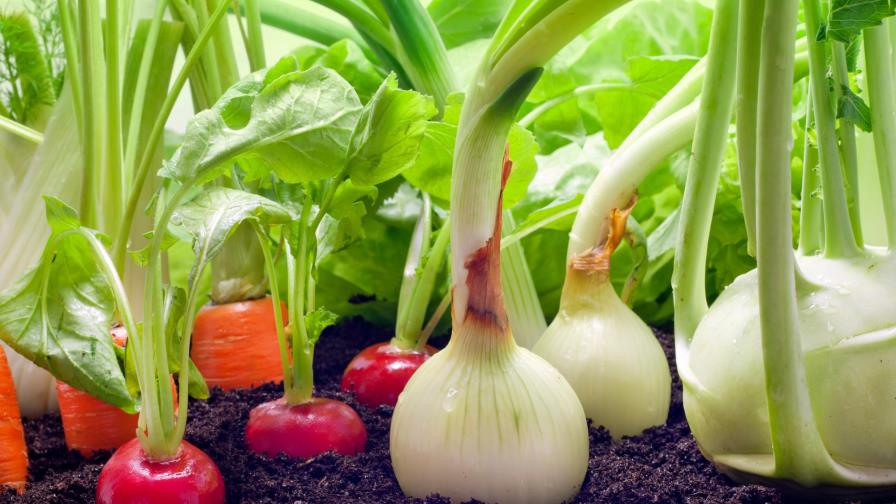 Crea un huerto en el hogar con tus vegetales favoritos Crea un huerto en el hogar con tus vegetales favoritos