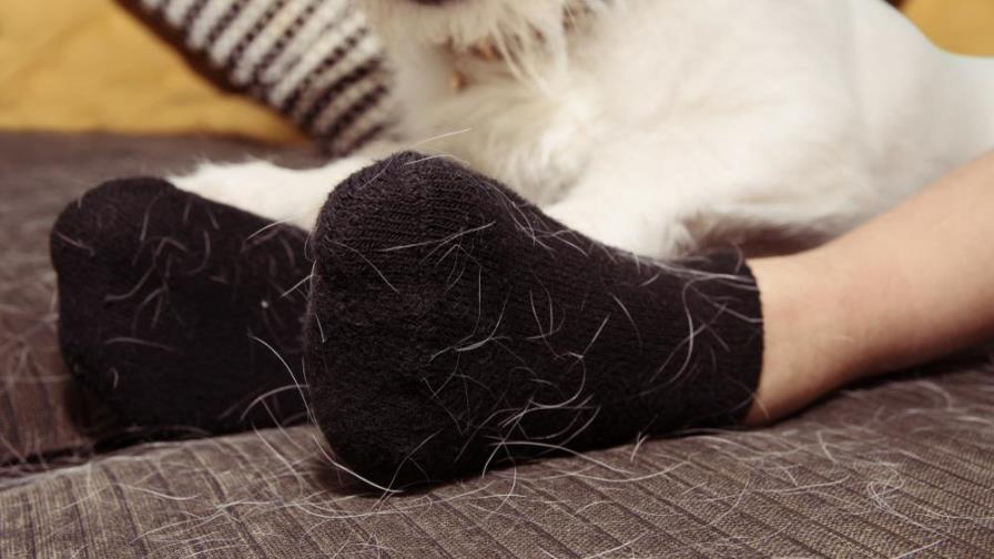 Así puedes quitar definitivamente los pelos de tu gato