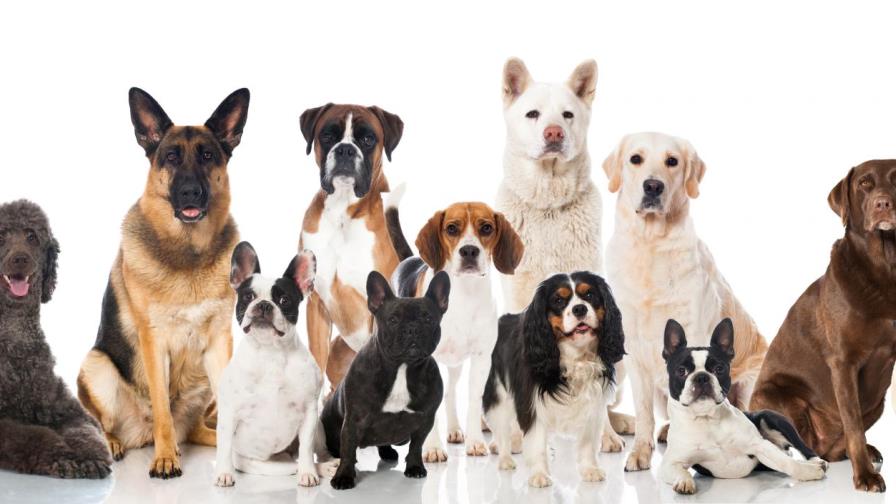 Las cinco razas de perros más inteligentes