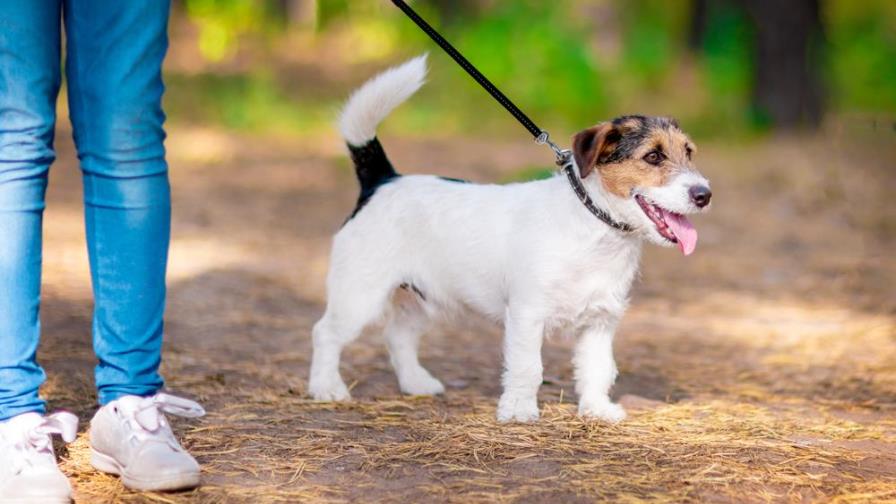 Consejos para que tu perro no tire de la correa