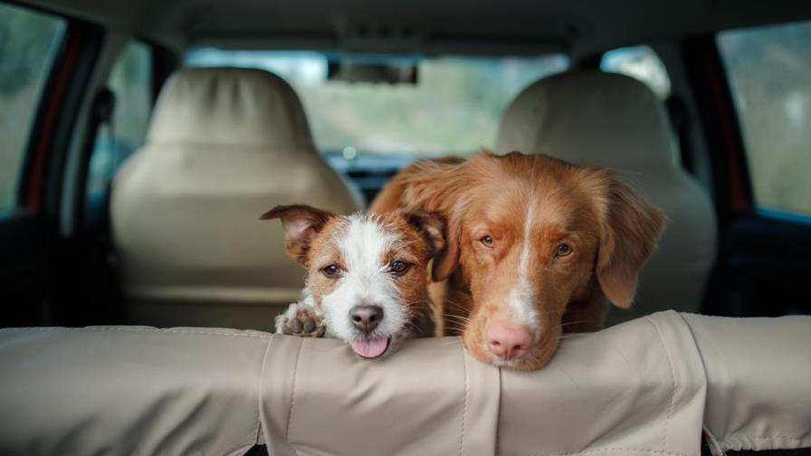 Este sistema te avisa si te olvidas a tu perro o tu hijo en el auto