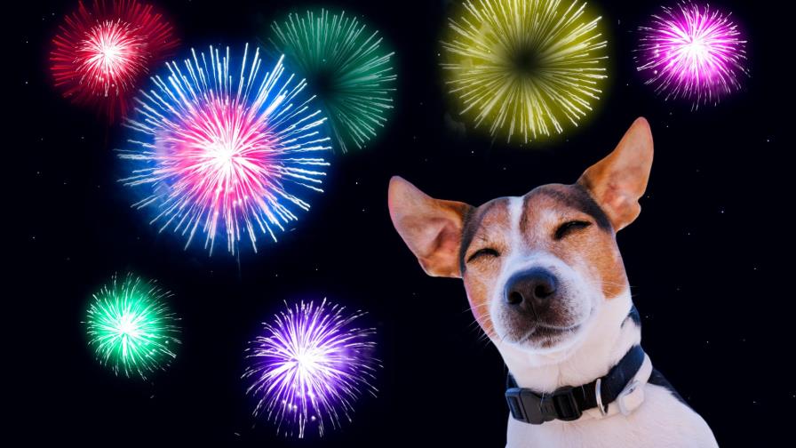 31 de diciembre y nuestras queridas mascotas 31 de diciembre y nuestras queridas mascotas