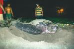 Medio Ambiente identifica y protege 141 nidos de tortugas en toda las costas del país