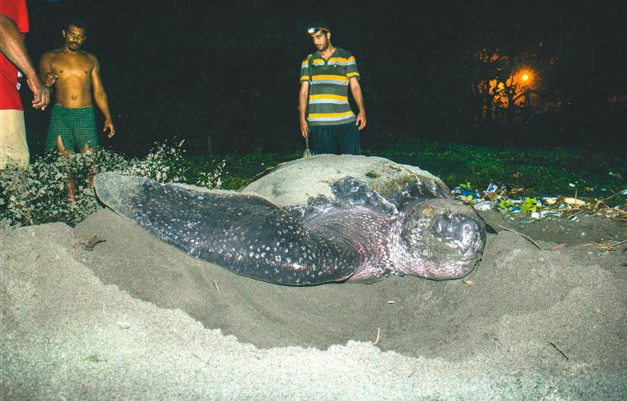 Medio Ambiente identifica y protege 141 nidos de tortugas en toda las costas del país
