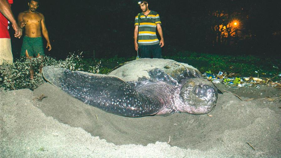 Medio Ambiente identifica y protege 141 nidos de tortugas en toda las costas del país