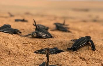 Liberan 92 crías de tortugas tinglar en playas de Miches e Higüey