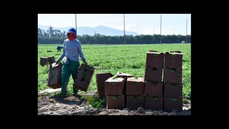 Inmigrantes en Miami son gran mayoría en agricultura, ciencia y manufactura