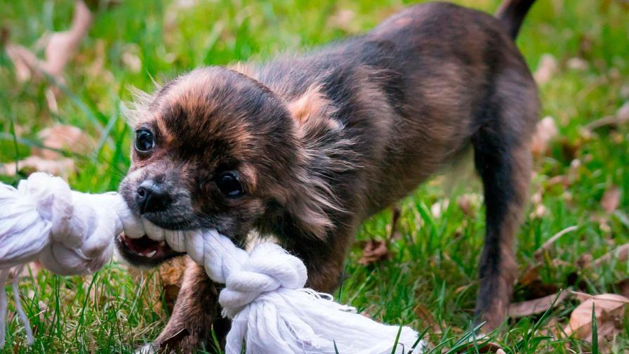 Ni pintura ni aceite quemado para quitarle la sarna a los perros