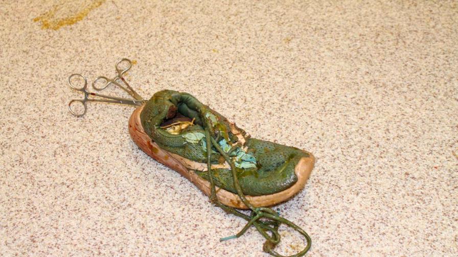 Enorme hembra de cocodrilo operada en Florida para sacarle un zapato