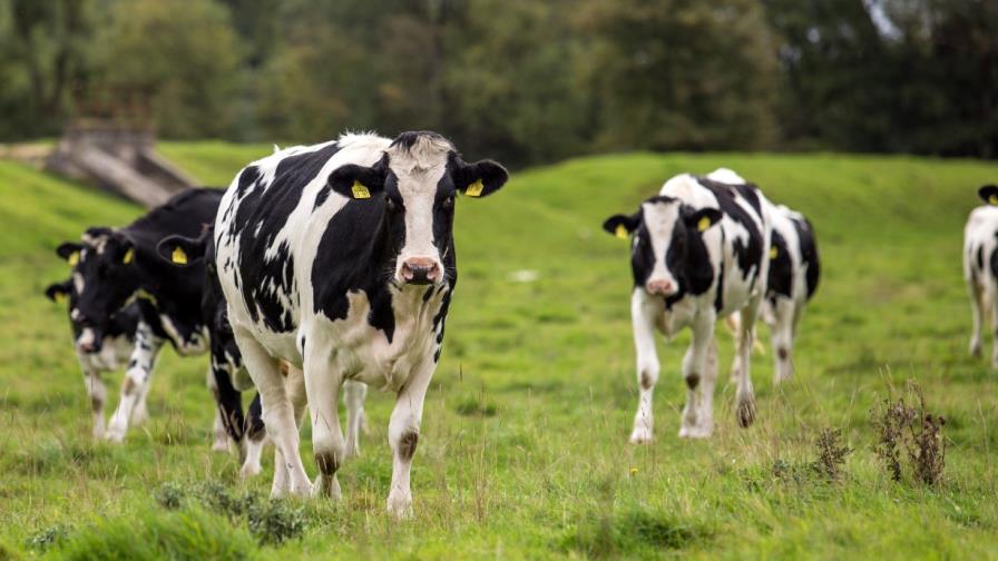 Promotora hace audiciones a vacas para salir en película