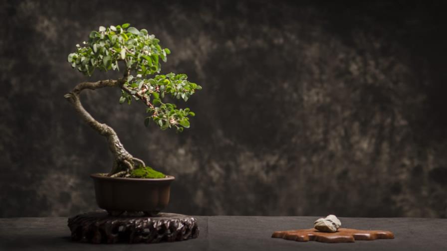 Exposición de Bonsái para observar la naturaleza en miniatura