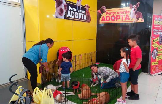Perros rescatados del maltrato esperan ser adoptados, te contamos cómo