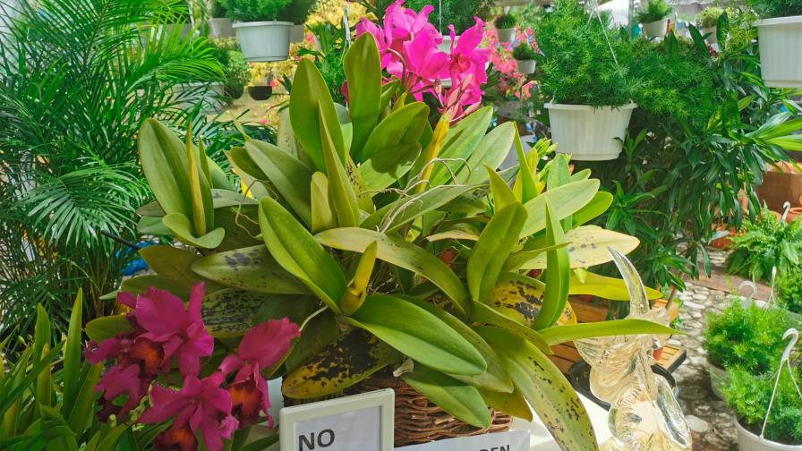 Un estudio del Jardín Botánico Nacional revela que 1,380 especies están en peligro de extinción Un estudio del Jardín Botánico Nacional revela que 1,380 especies están en peligro de extinción