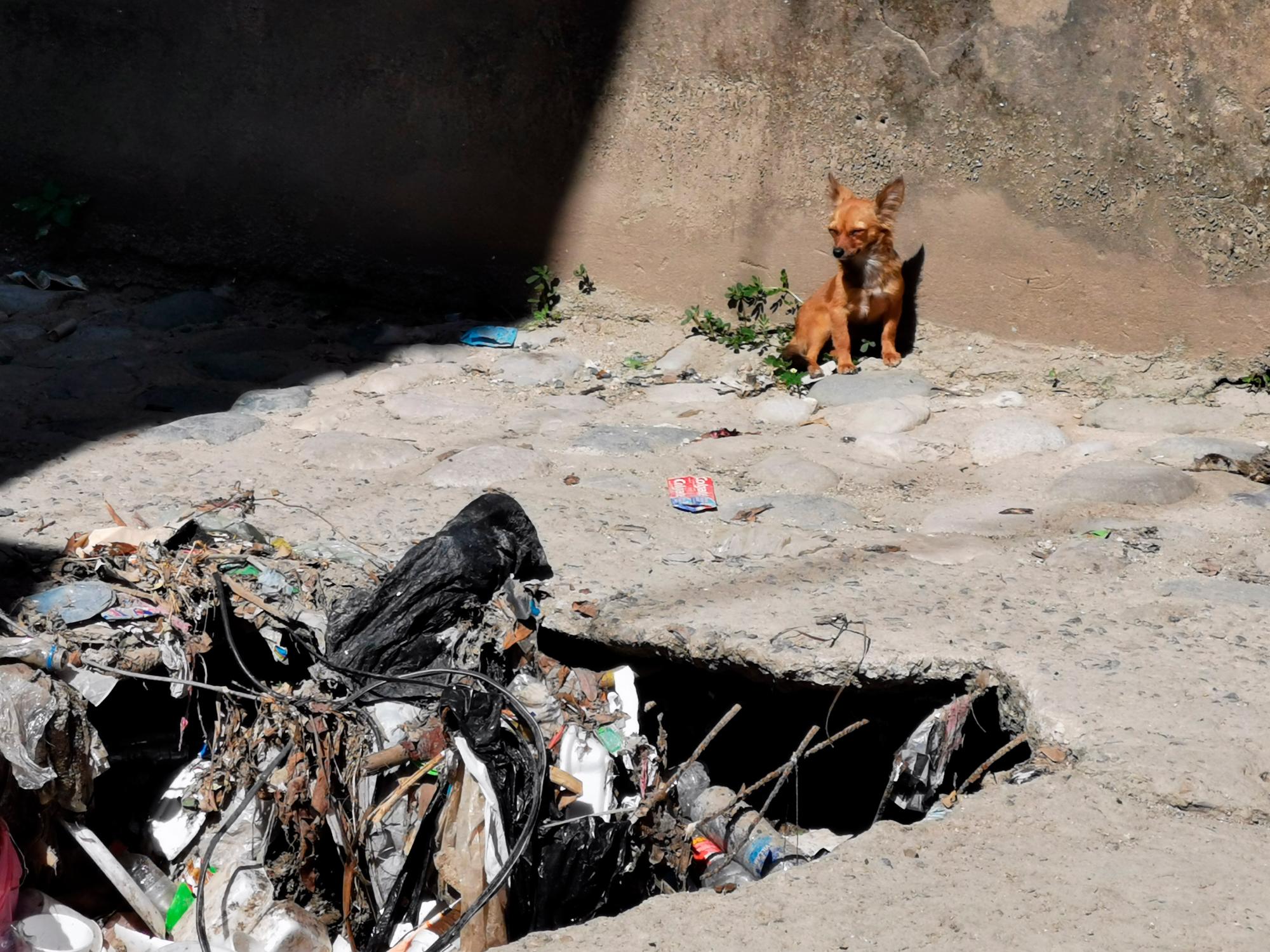 Los perros se exponen a los riesgos de salud, accidentes e inclemencias del tiempo en zonas vulnerables