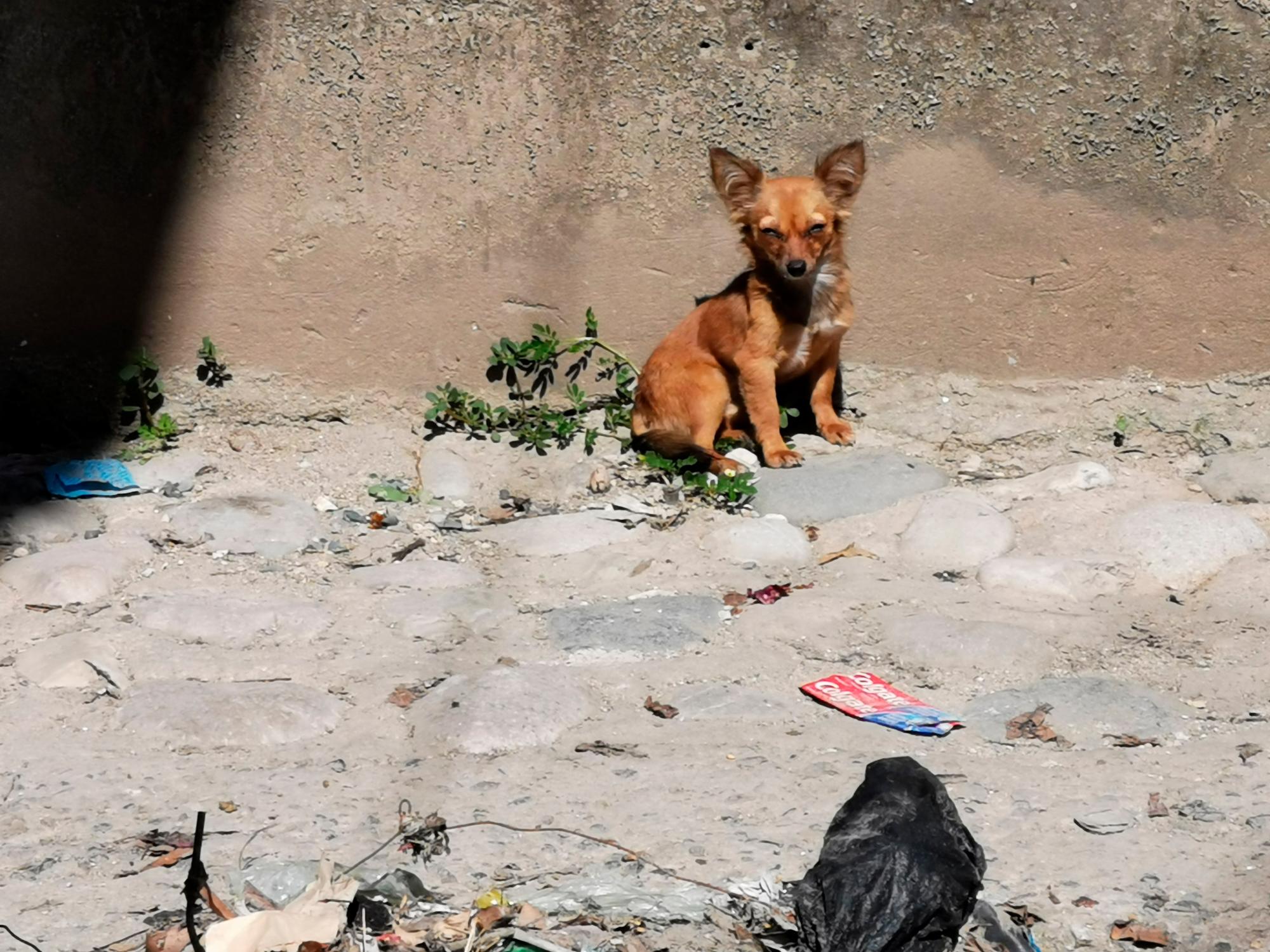 Las mascotas deambulan en las calles y zonas de populares sectores de la capital donde son rescatados.