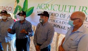 Inician siembra cosecha de tabaco 2020-2021