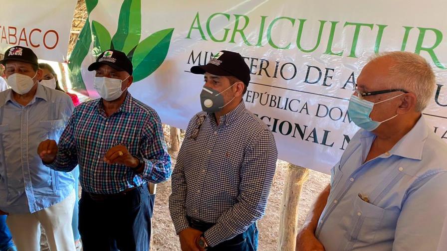 Inician siembra cosecha de tabaco 2020-2021 Inician siembra cosecha de tabaco 2020-2021