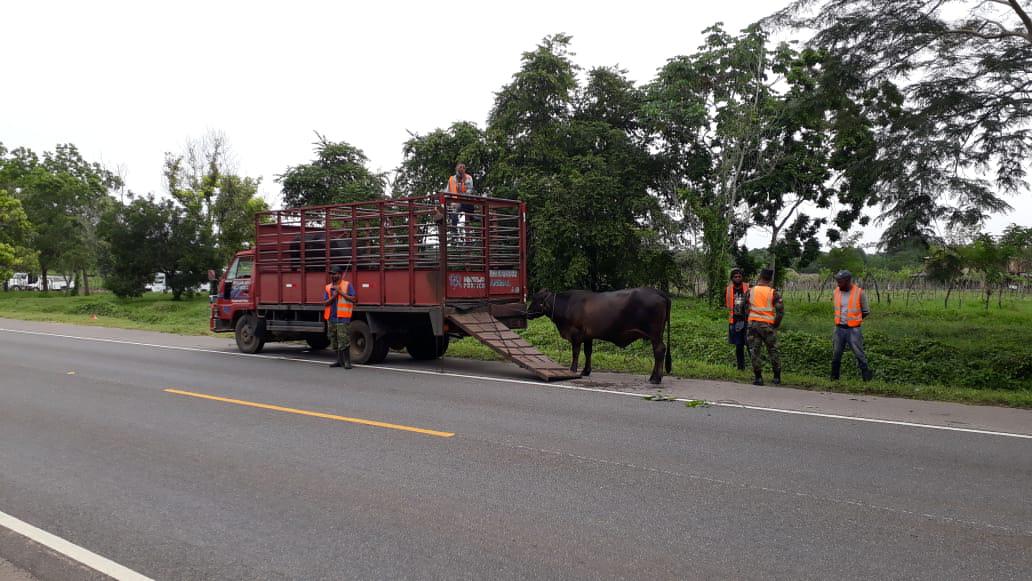 Autoridades desarrollan operativo de orientación de movilidad animal