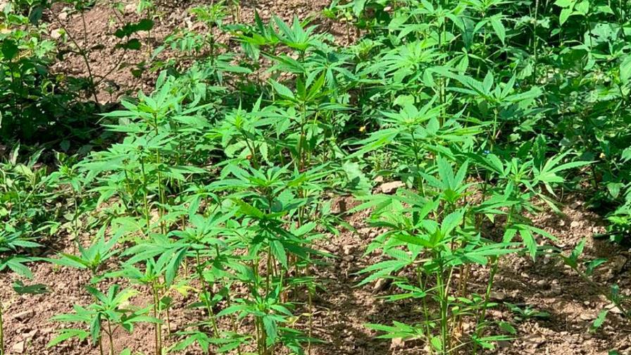 Policía y Fiscalía destruyen siembra de matas de marihuana