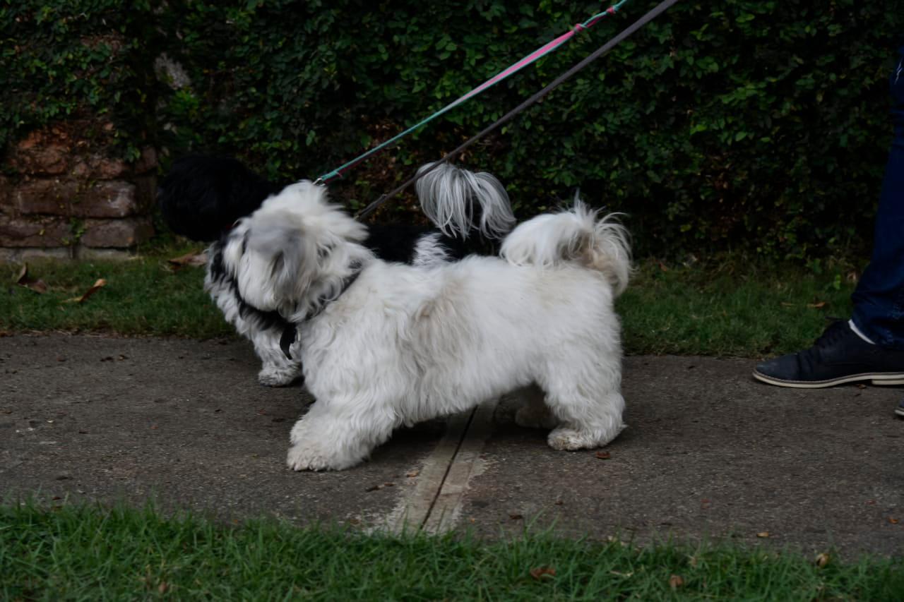Los perros, como los humanos, también sufren de ansiedad y caminar es la mejor terapia.r