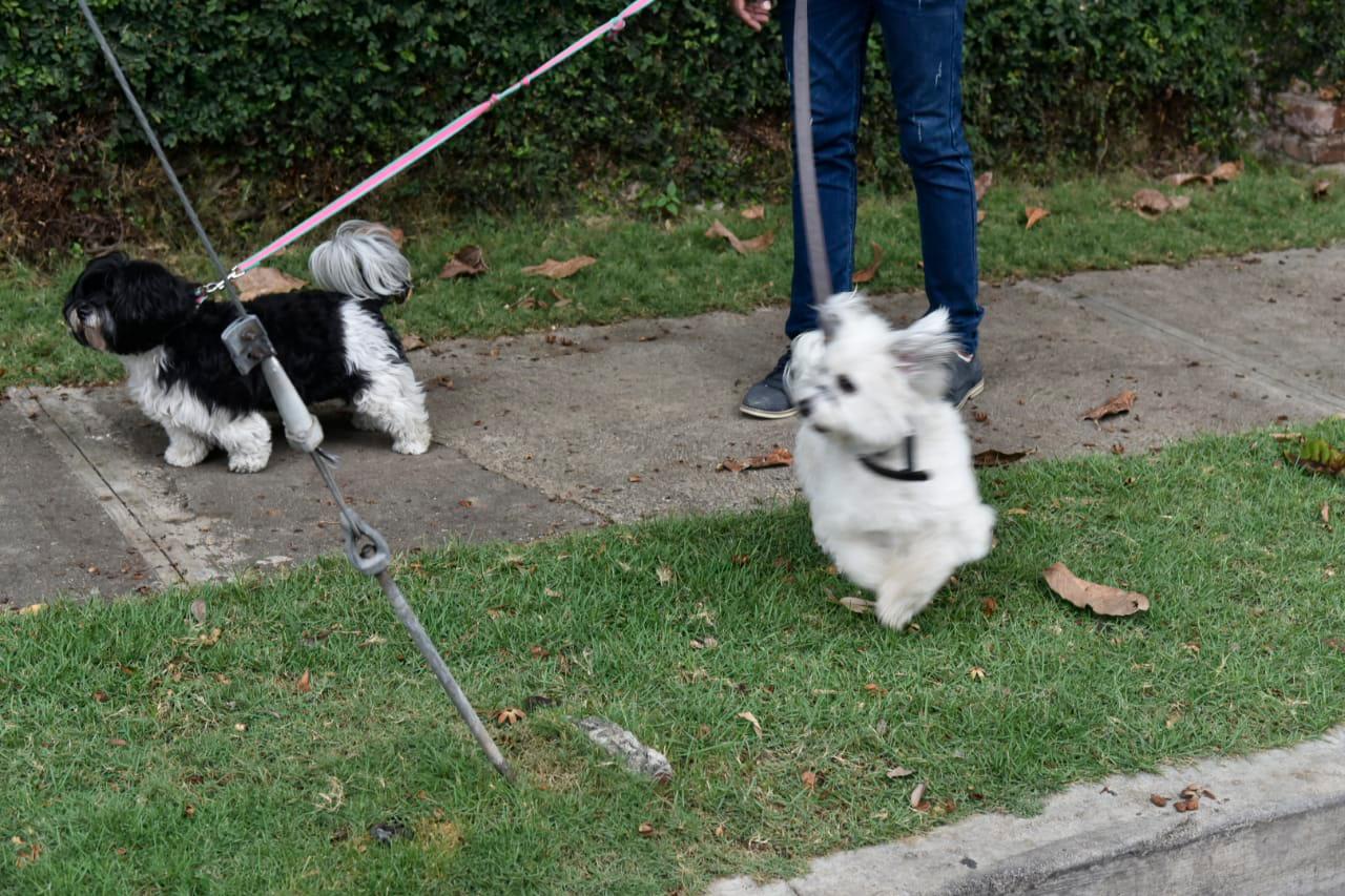 Un paseo por Piantini