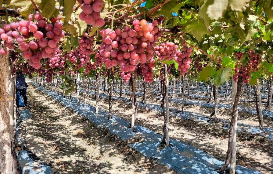Se inicia cosecha de uvas en Neiba de la variedad Red Globe