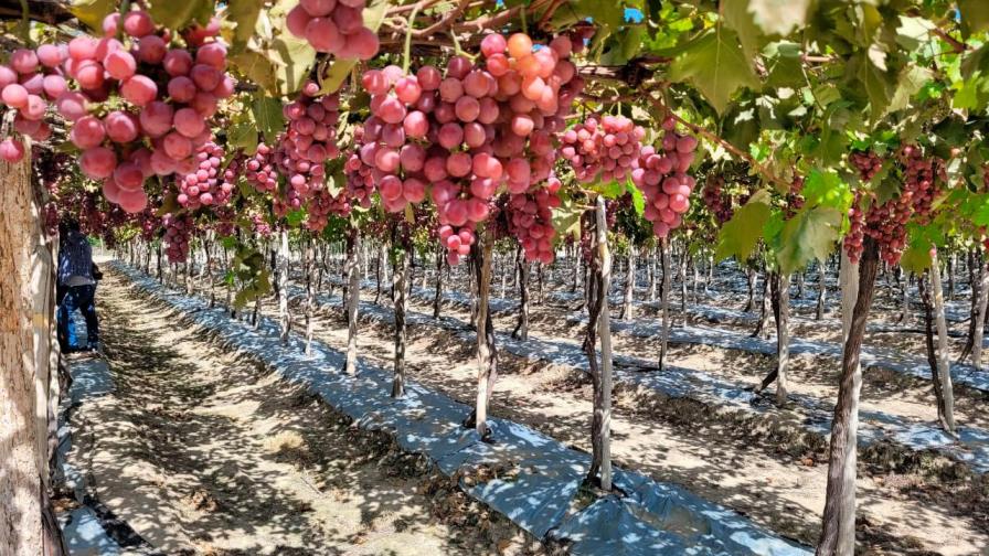 Se inicia cosecha de uvas en Neiba de la variedad Red Globe Se inicia cosecha de uvas en Neiba de la variedad Red Globe