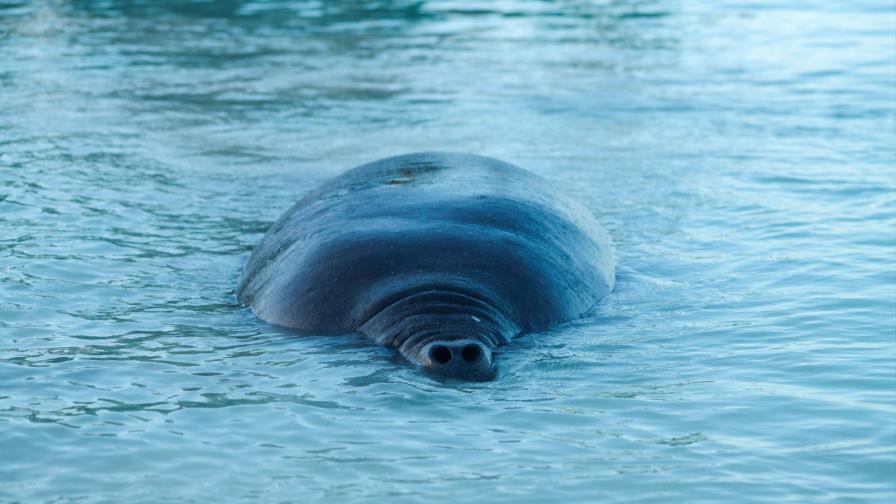 Ya trasladaron a su nueva casa a los manatíes Pepe, Juanita y Lupita Ya trasladaron a su nueva casa a los manatíes Pepe, Juanita y Lupita