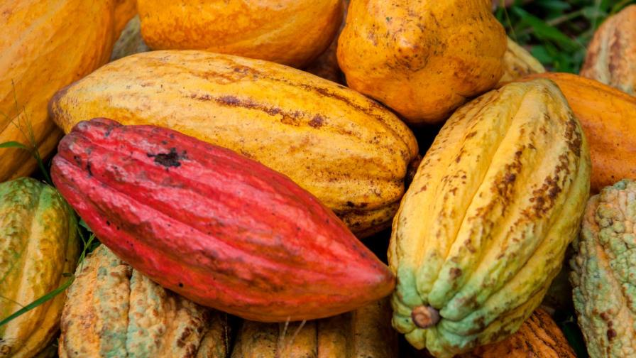 Luis Abinader declara de alto interés nacional cultivo y exportación del cacao