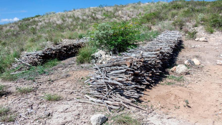 Comunidades denuncian extracción descontrolada de guaconejo