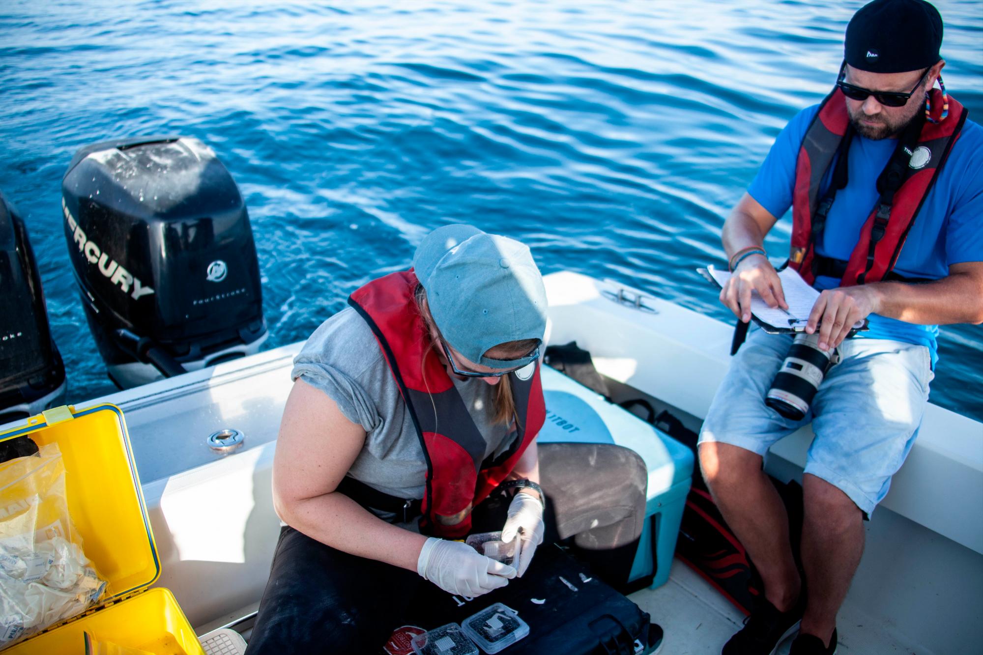 Las muestras son clasificadas.