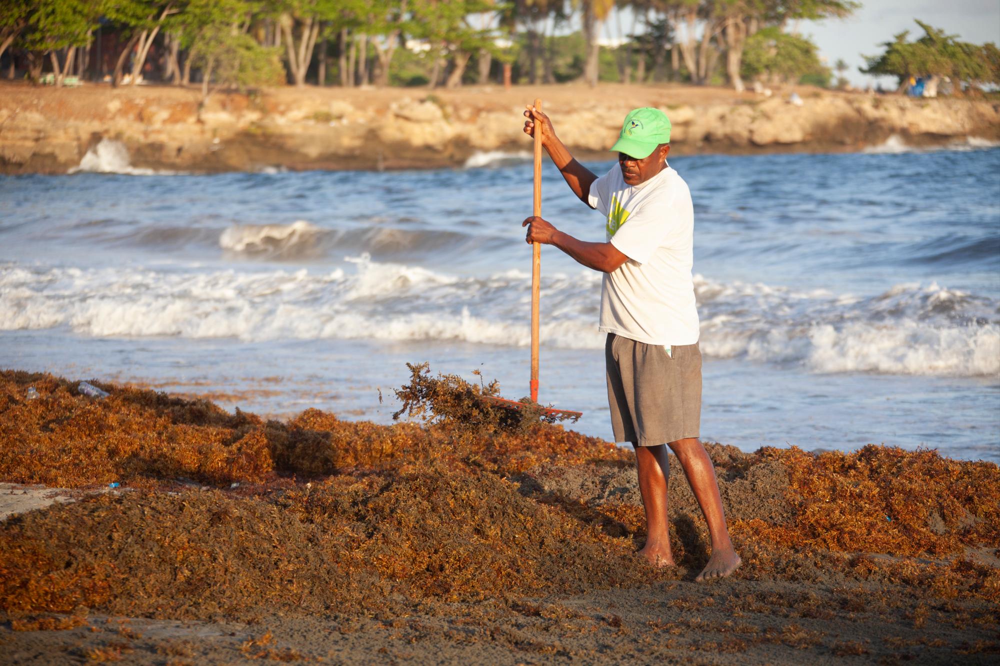 Un hombre recoge sargazo en playa Manresa, Santo Domingo, en 2015.