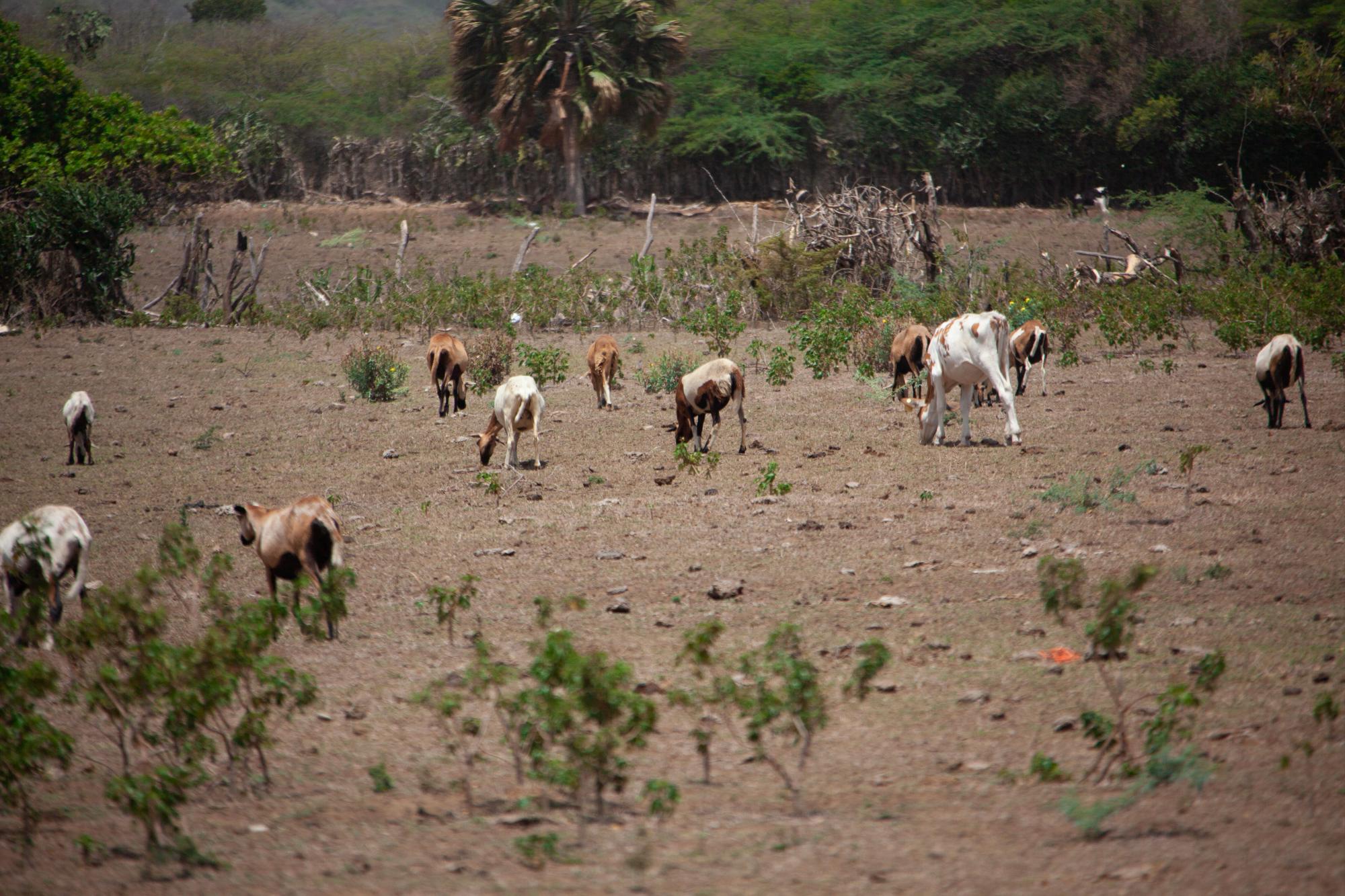 Los ganaderos deben comprar el alimento para sus reses.  