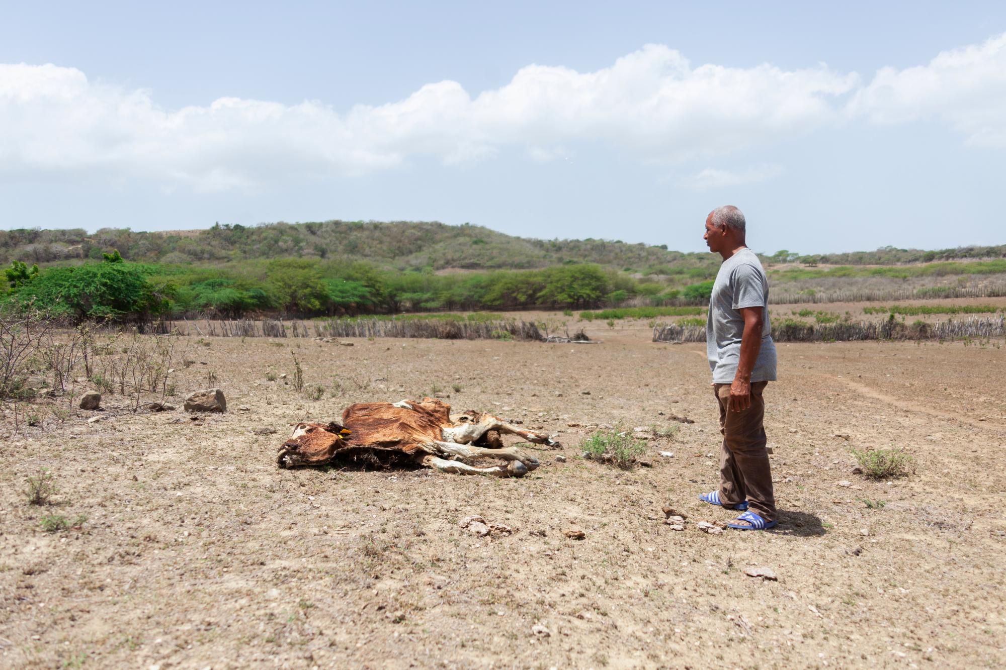 Una de las tantas reses muertas en la finca del ganadero Yovanny Molina, en Las Agüitas, Villa Vázquez.