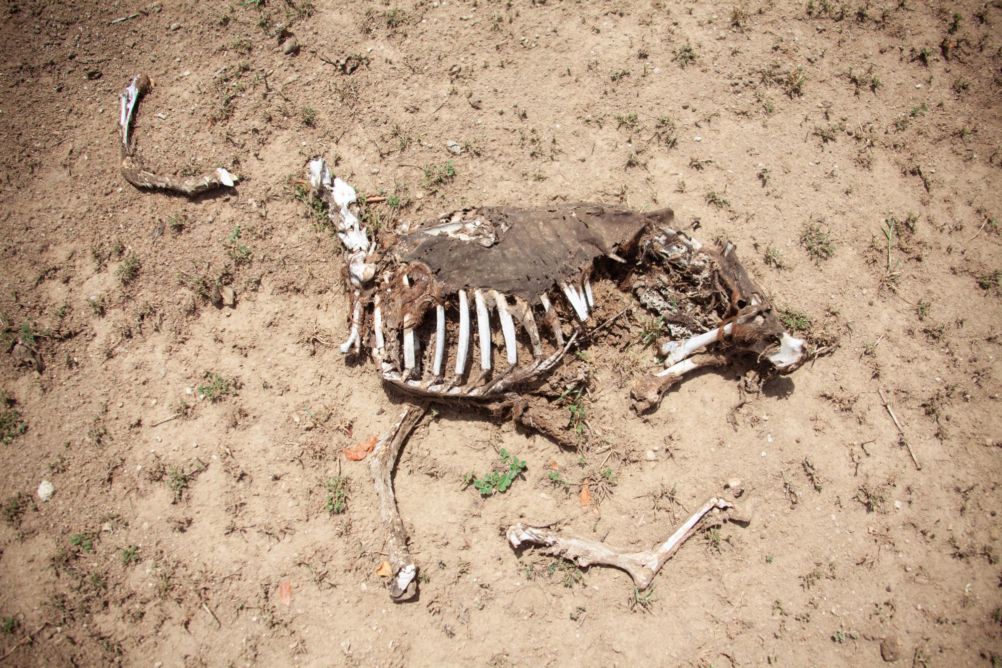 Se estima que unas 9,000 reses murieron en la Línea Noroeste desde mediados de 2018 a abril de 2019.