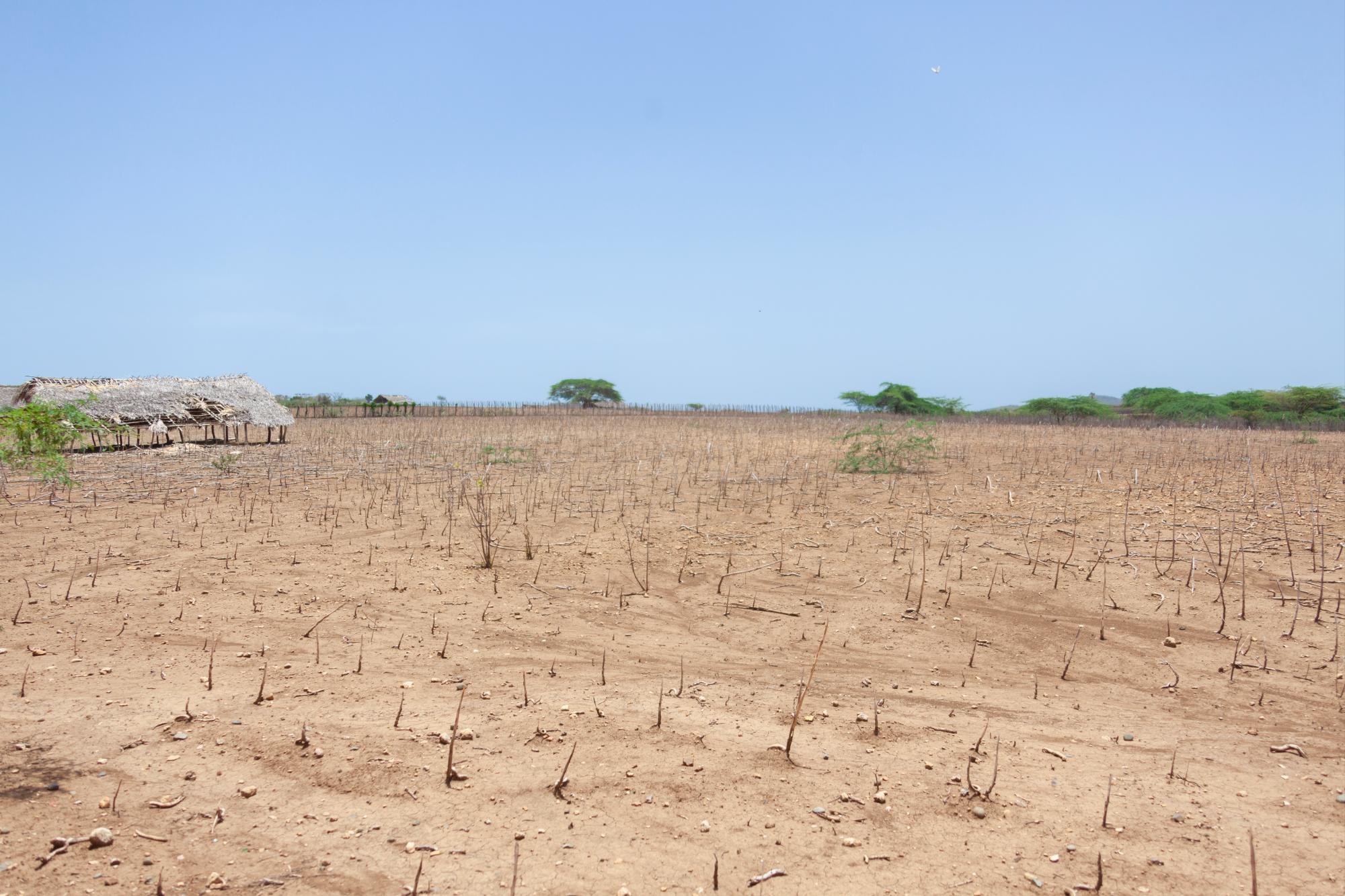 Uno de los muchos conucos en la localidad de El Manantial, donde los sembradíos se perdieron por falta de lluvia.