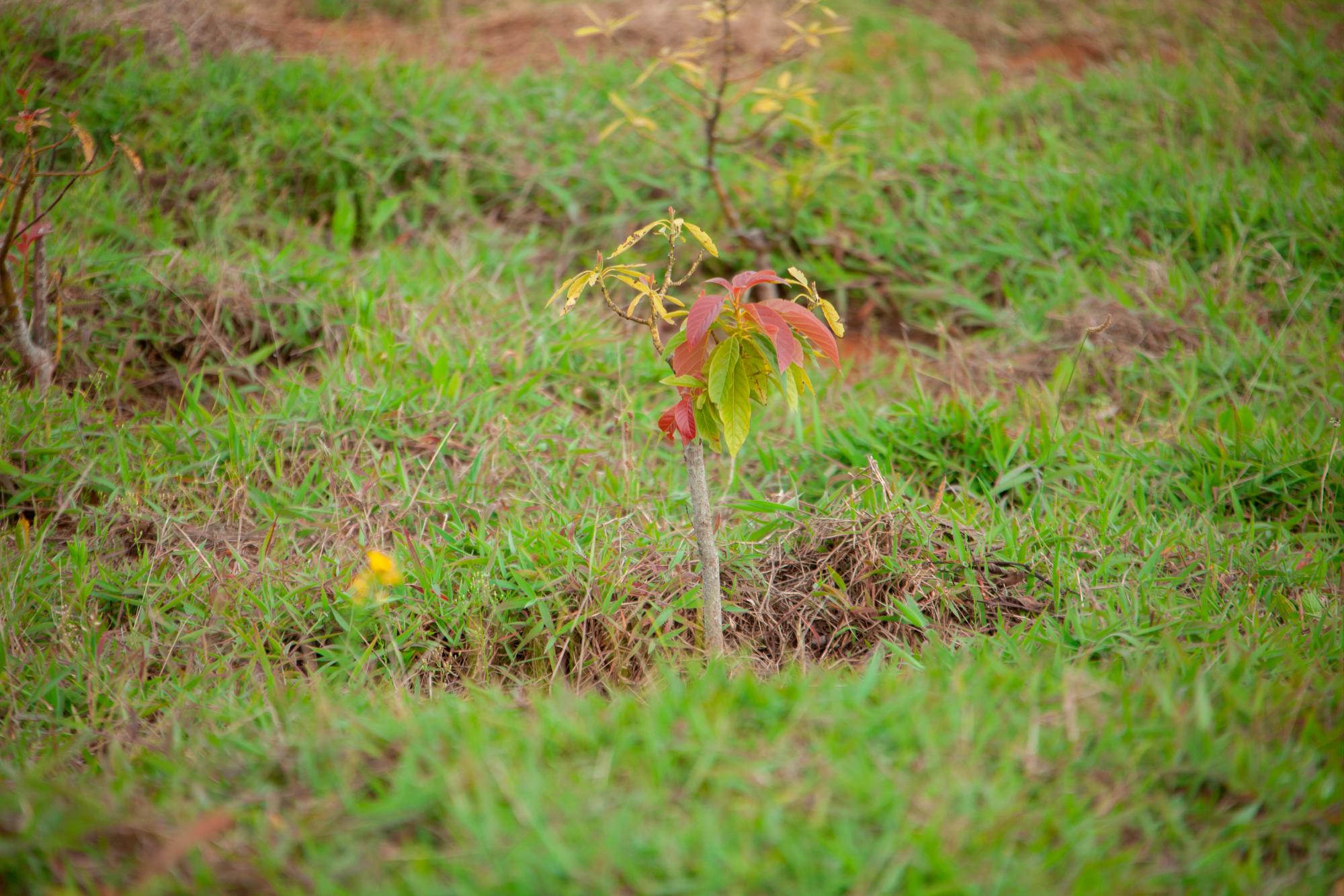 Planta de aguacate recién sembrada el 12 de agosto de 2019