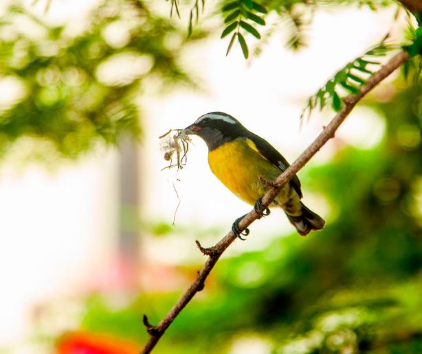 República Dominicana participa en el “Gran Día Global” por las aves